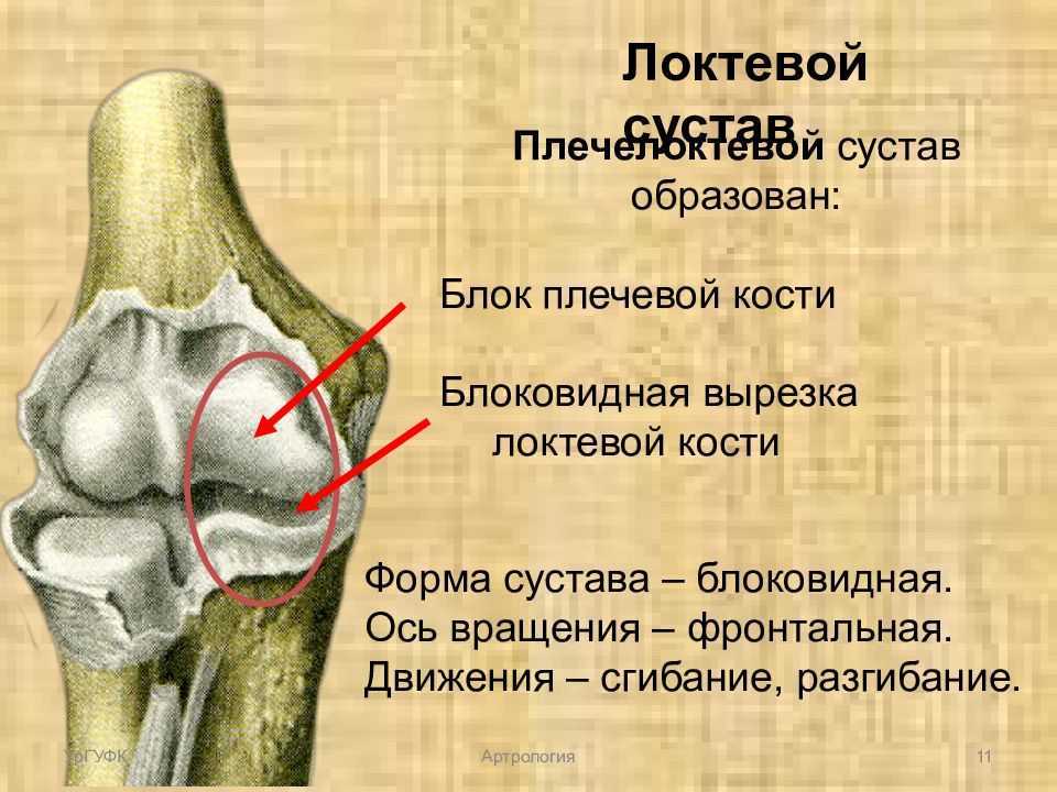 Плечелоктевой сустав