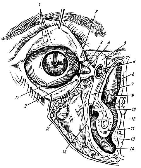 Строение слезной железы. Слезная железа анатомия топография. Анатомия глаза слезный мешок. Слезный аппарат глаза анатомия. Слезный аппарат глаза анатомия рисунок.