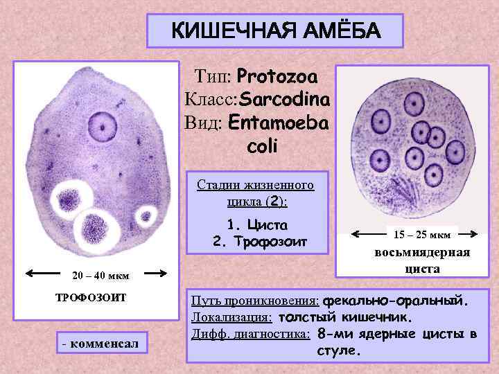 В каком организме происходит развитие дизентерийной амебы. Entamoeba coli циста. Строение цисты кишечной амебы. Инвазионная форма кишечной амебы.