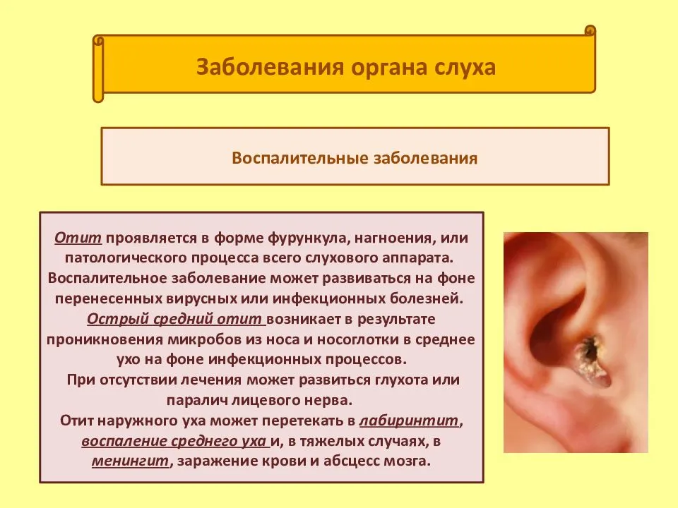 Строение уха человека  схема с описанием, что расположено в средней части уха, анатомия внутреннего и наружного уха, ушной раковины, барабанная полость