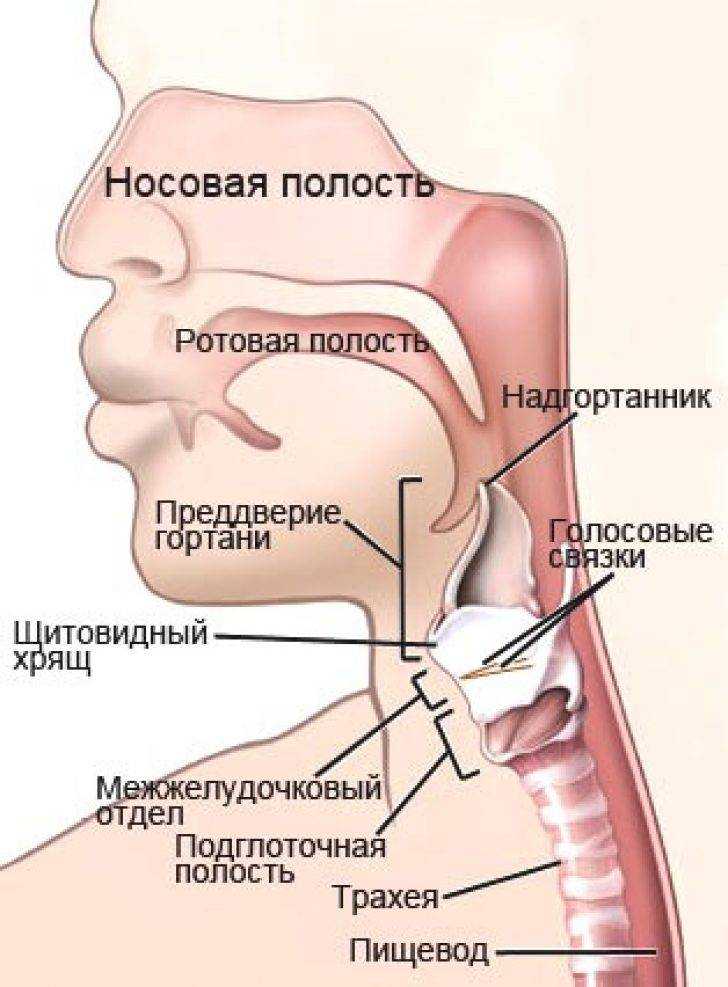 Строение горла, гортани и глотки человека: клиническая анатомия, особенности устройства у женщин, мужчин и ребенка - детская поликлиника