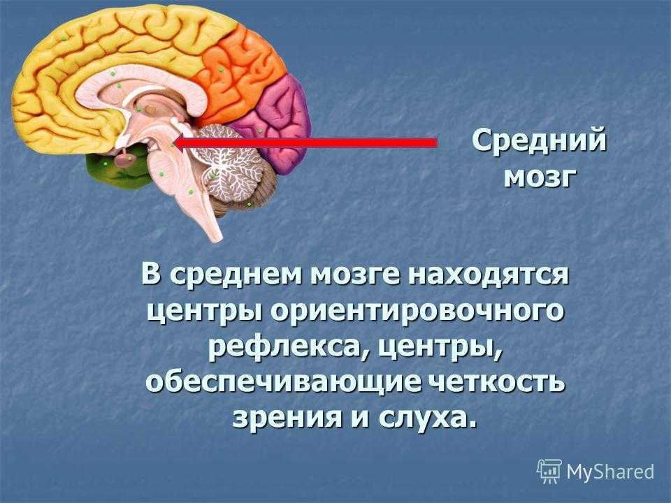 Функции среднего мозга 8 класс биология. Отделы головного мозга средний мозг. Центры ориентировочных рефлексов находятся в мозге. Строение и функции отделов головного мозга: средний.