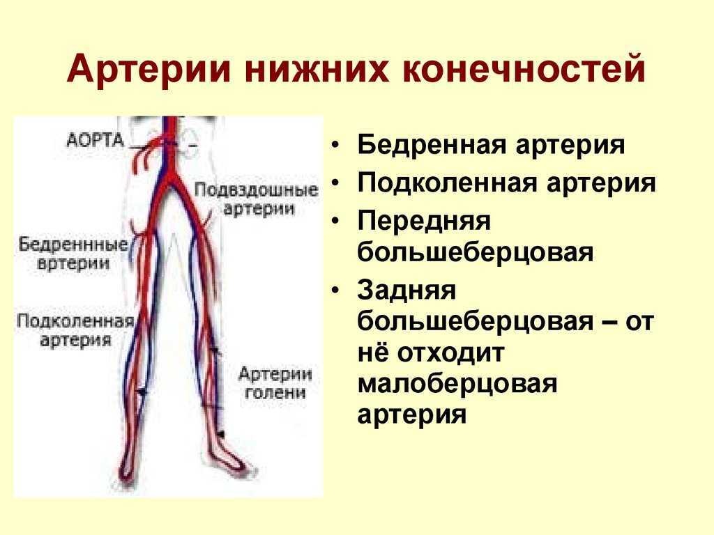 Бедренная артерия анатомия в картинках