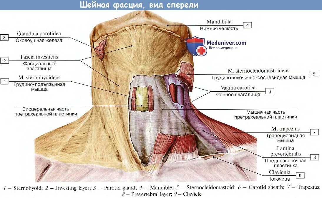 Фасции шеи человека | анатомия фасций шеи, строение, функции, картинки на eurolab