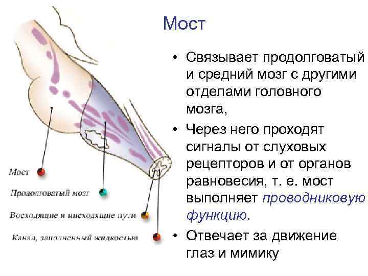 Анатомия заднего мозга - zdorove