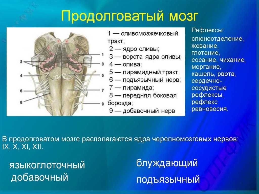 Продолговатый мозг человека | анатомия продолговатого мозга, строение, функции, картинки на eurolab