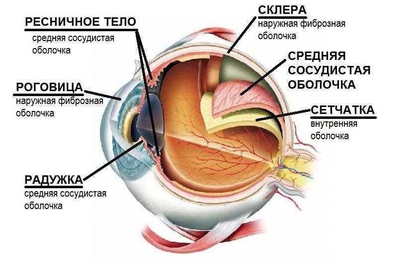 Анатомия глазницы: строение стенок, какие кости образуют, анатомия орбиты глаза oculistic.ru
анатомия глазницы: строение стенок, какие кости образуют, анатомия орбиты глаза