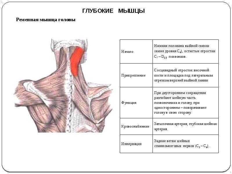 Глубокие мышцы спины. нормальная анатомия человека: конспект лекций