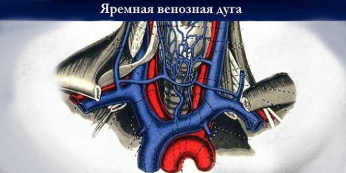 Повреждение яремной вены. Подключичная Вена анатомия. Внутренняя яремная Вена анатомия. Эктазия яремной вены на кт.