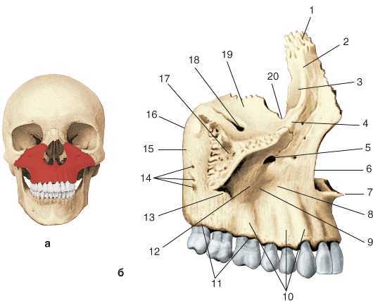 Клыковую ямку. Верхнечелюстная кость черепа анатомия. Верхняя челюсть кость анатомия. Строение кости верхней челюсти человека. Бугор верхней челюсти анатомия.