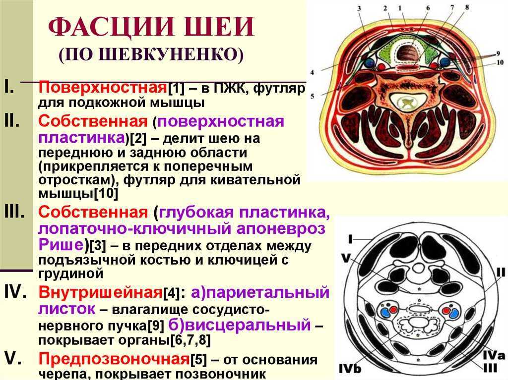 4medic.ru - топографическая анатомия / фасции и клетчаточные пространства шеи