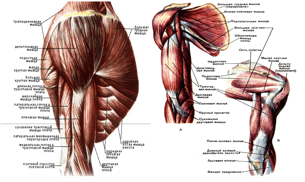 Мышцы плеча пластическая анатомия