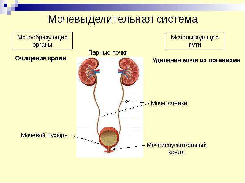 Рассмотрите схему мочевыделительной системы