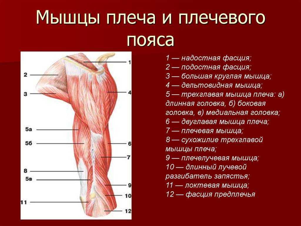 Строение плеча человека фото с описанием