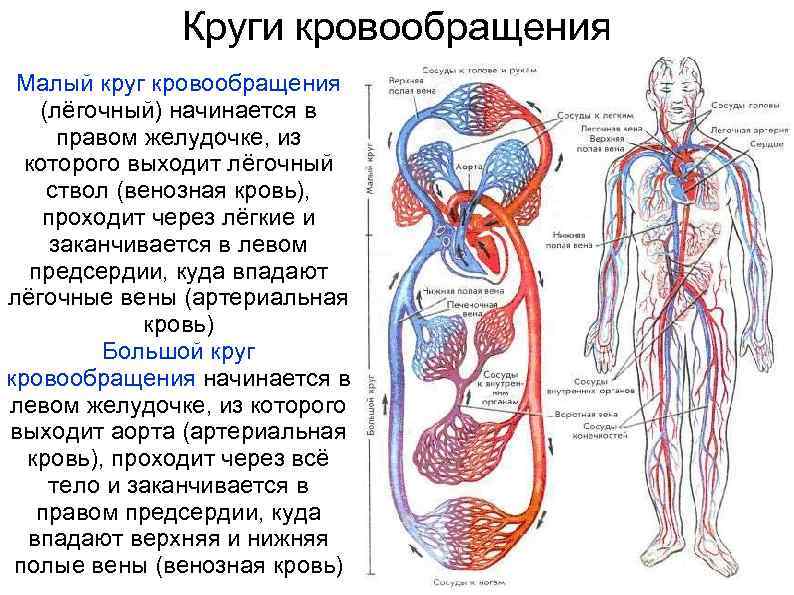 Строение сердца человека схема с описанием и круги кровообращения