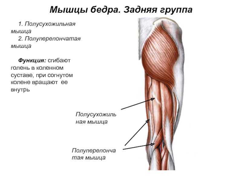 Бицепс бедра | kinesiopro
