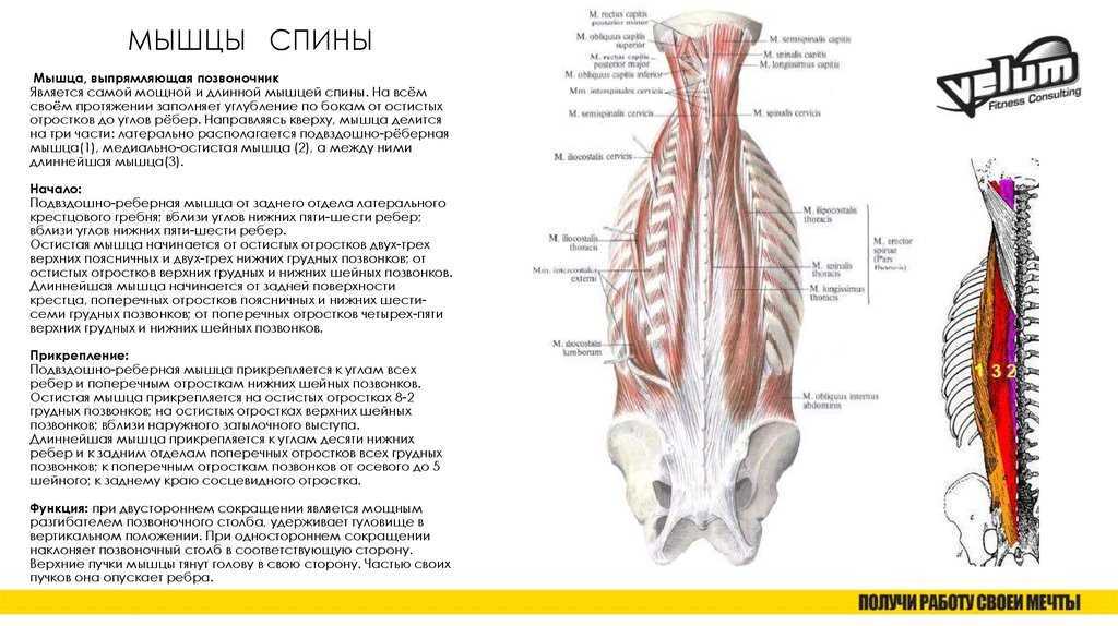 Мышцы спины и ребра. Остистая мышца выпрямляющая позвоночник. Мышцы разгибатели позвоночника анатомия. Мышца, выпрямляющая позвоночник шейный отдел. Мышца выпрямляющая позвоночник анатомия.