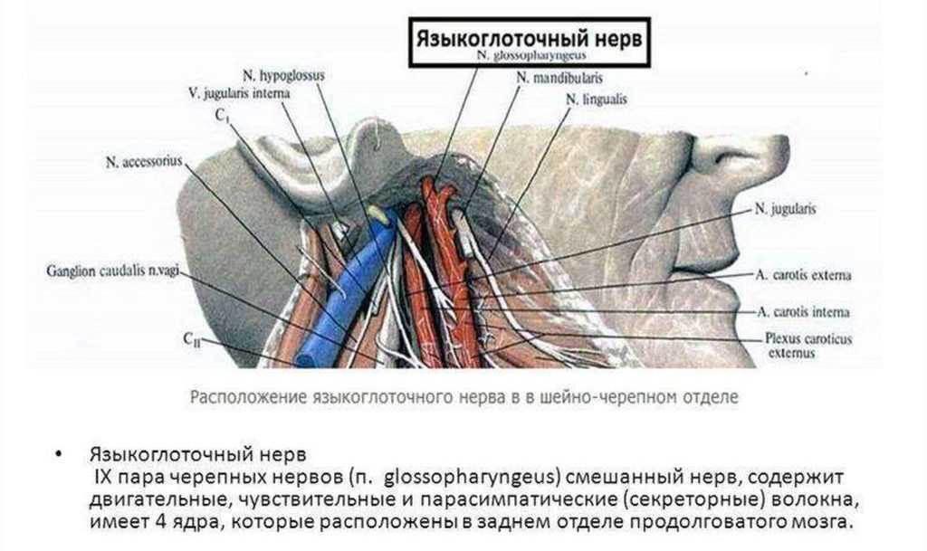 9. ix пара черепных нервов – языкоглоточный нерв. нервные болезни: конспект лекций