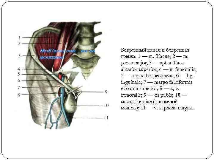 Spina iliaca anterior superior