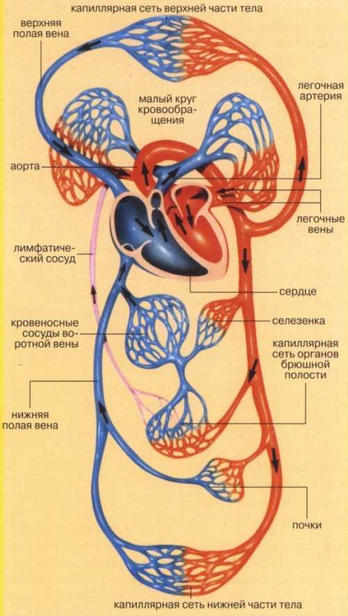 Большой и малый круг кровообращения схема с описанием