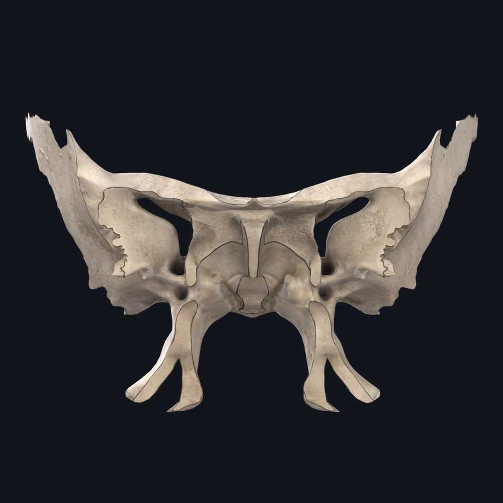 Клиновидной кости - sphenoid bone