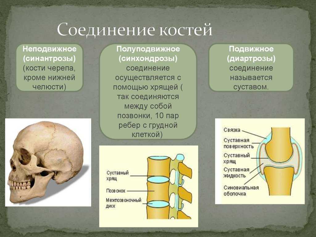 Какой тип соединения костей изображен на рисунке какие анатомические структуры этого типа соединения