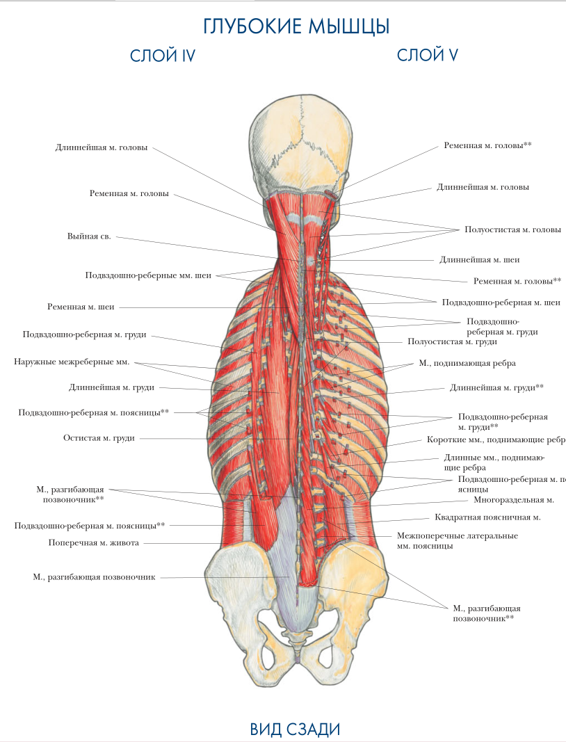 Схема мышц поясницы