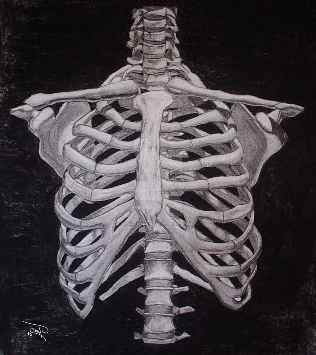 Скелет грудной клетки Грудина