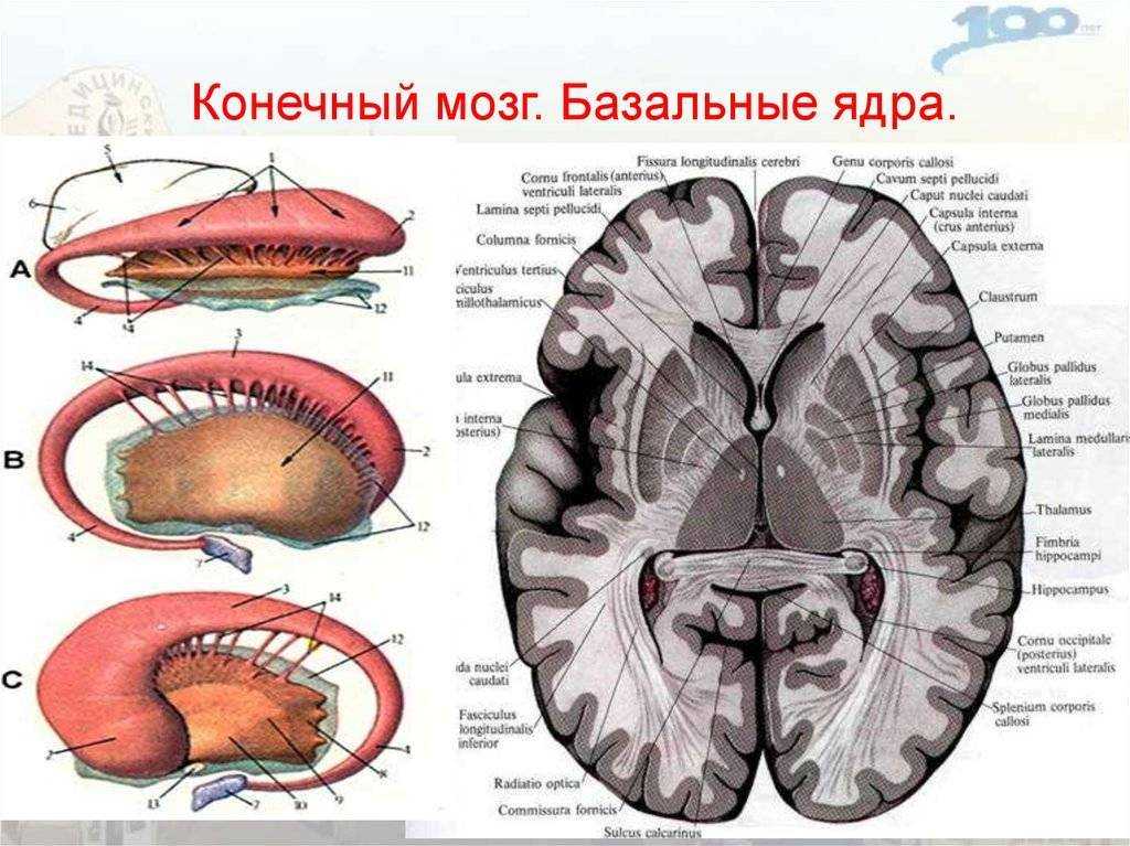 Подкорковые ядра полушарий. Конечный мозг базальные ядра структуры. Горизонтальный срез мозга базальные ядра. Подкорковые ядра (чечевицеобразное, скорлупа, бледный шар). Базальные подкорковые ядра головного мозга.