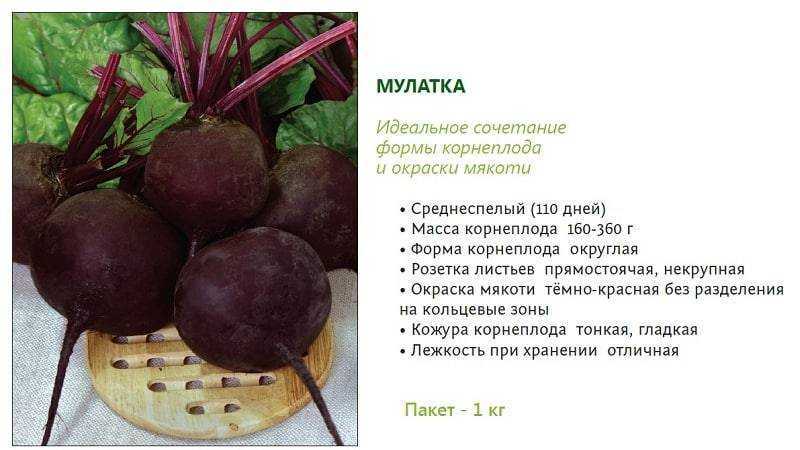 Мангольд или листовая свекла