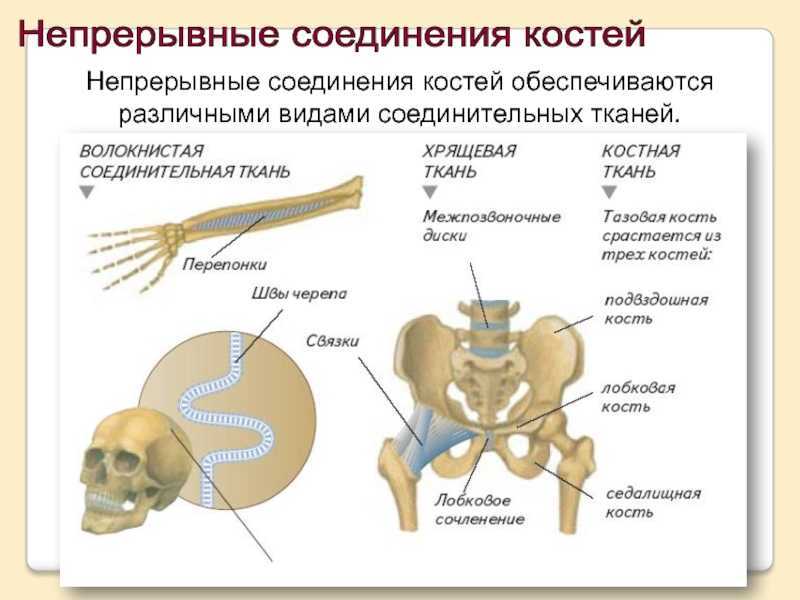 Какой тип соединения костей изображен на рисунке какие анатомические структуры этого типа соединения