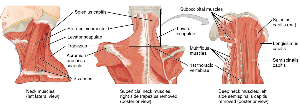 Мышцы головы и шеи: анатомия, таблица групп мышц, функции, расположение, иннервация и строение мышечной системы