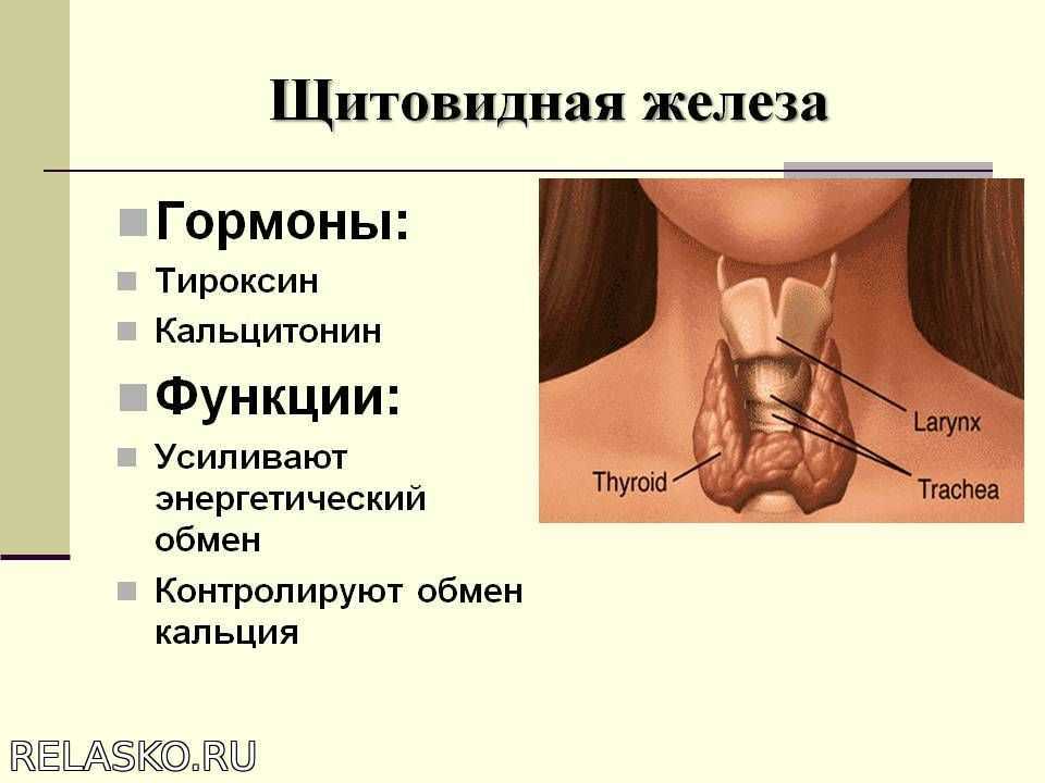 Какие железы выделяют тироксин. Строение гормонов щитовидной железы. Щитовидная железа строение и функции. Щитовидная железа строение функции гормоны. Тиреоидные гормоны щитовидной железы функции.