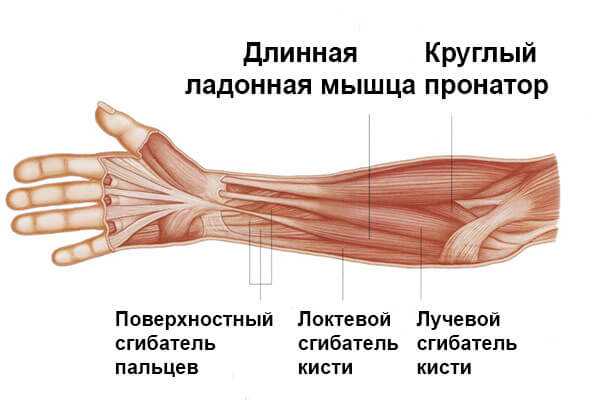 Лучевой разгибатель запястья