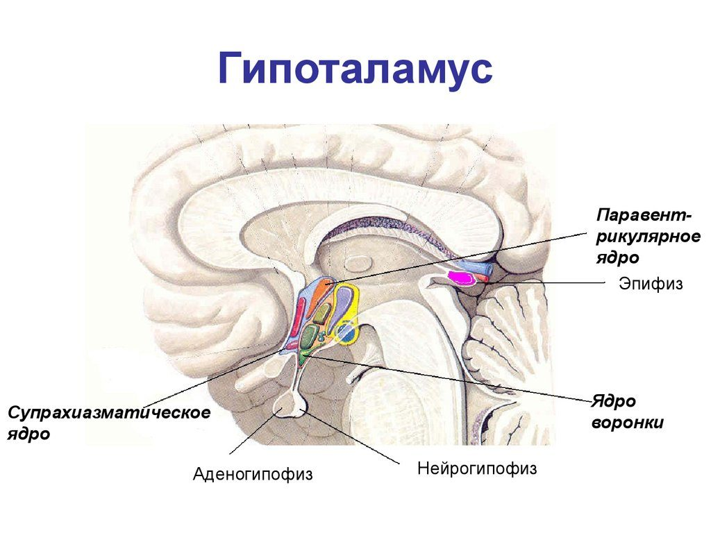 Таламус и гипоталамус какой отдел мозга. Строение промежуточного мозга гипоталамус гипофиз. Функции гипоталамуса промежуточного мозга. Ядра промежуточного мозга схема. Строение мозга таламус гипоталамус.