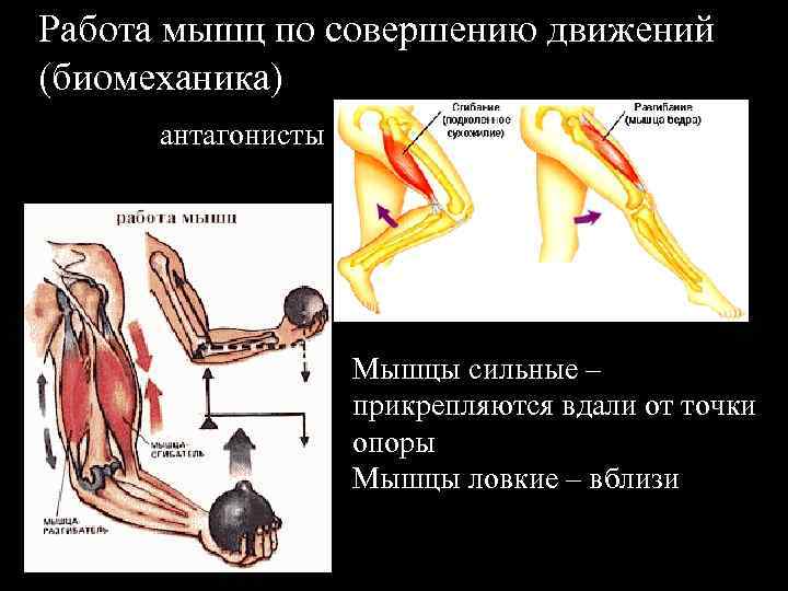 Биомеханика мышц