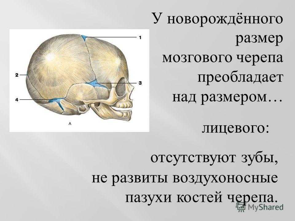 К мозговому черепу относятся