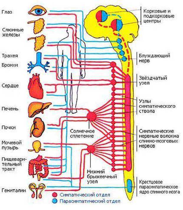 Иннервация человека схема