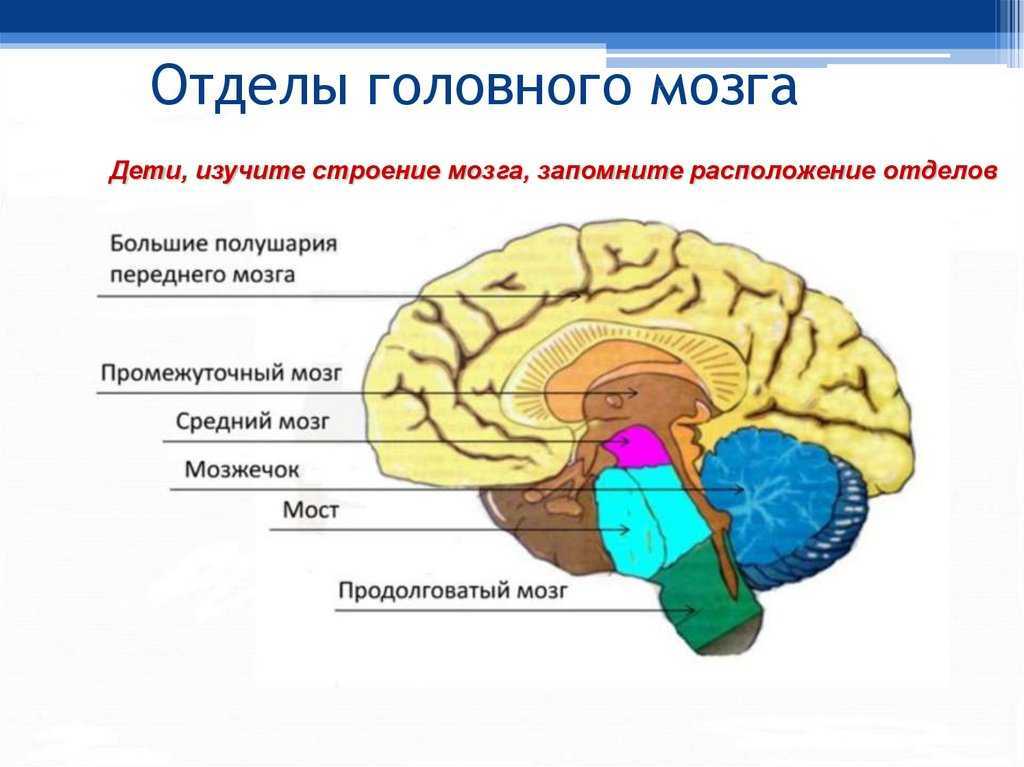 Строение головного мозга человека и функции его отделов