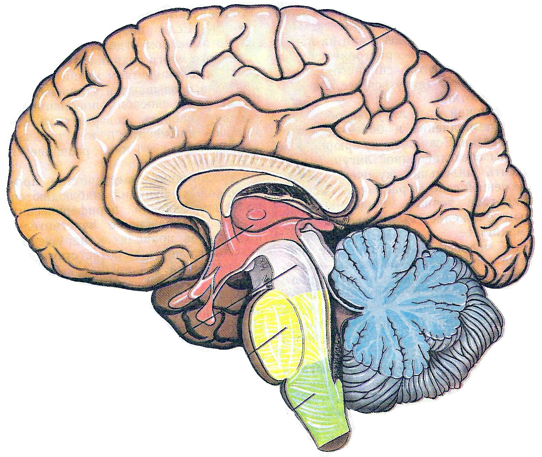 Головной мозг человека, ребенка, отделы, строение, лечение головного мозга