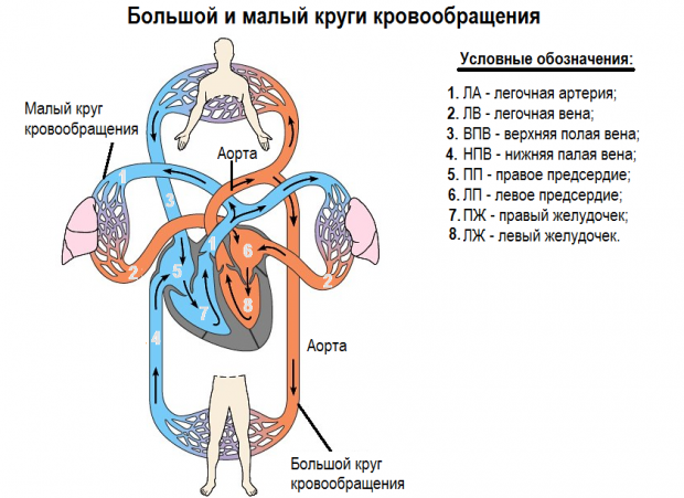 Большой и малый круг кровообращения человека рисунок