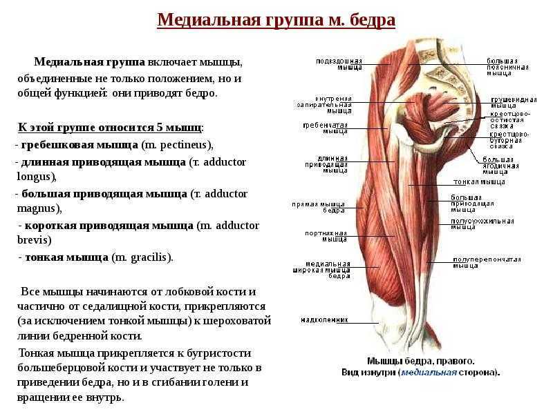 Мышцы бедра, их расположение, анатомия и функции: четырехглавая, двуглавая, прямая, приводящие