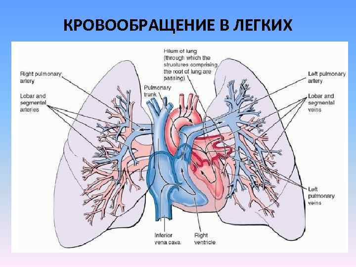 Легочная артерия где находится у человека схема