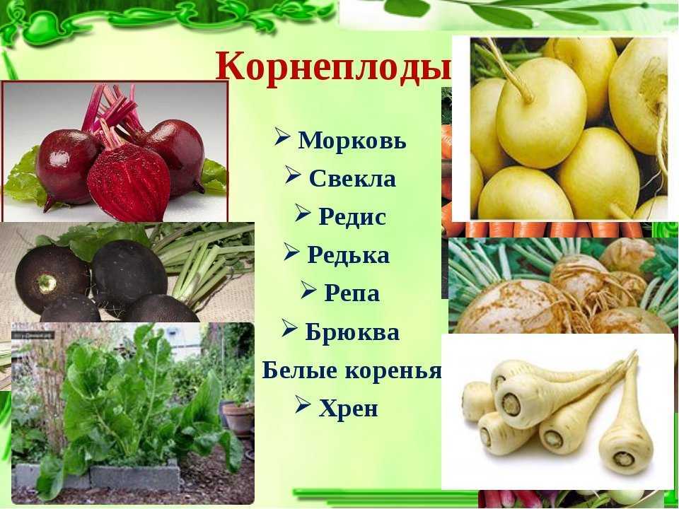 Свекла: польза и применение | food and health