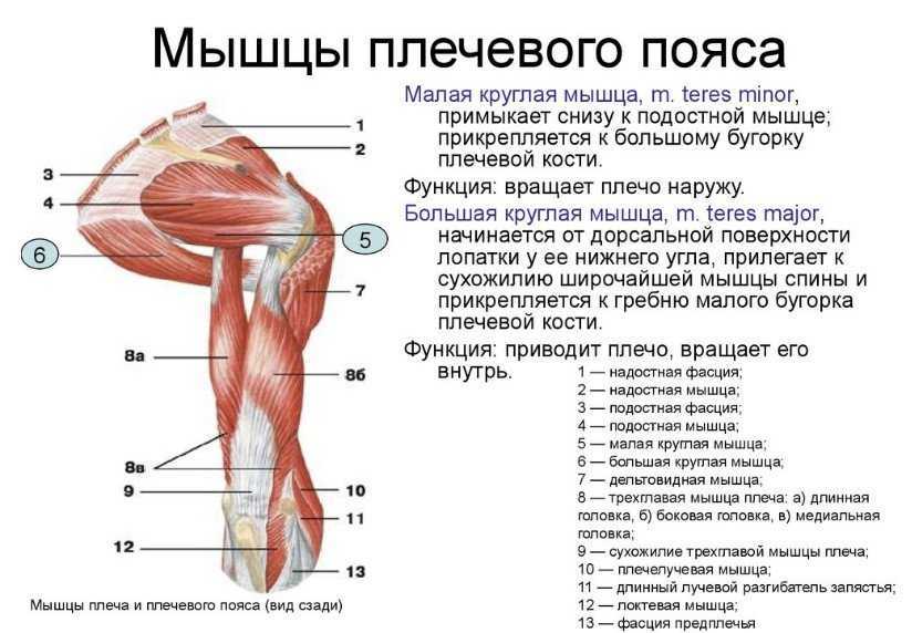 Трицепс где находится у человека показать на схеме