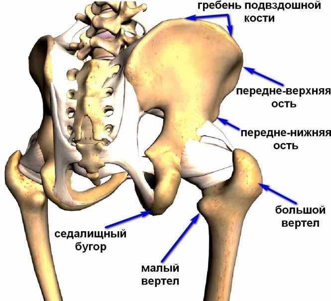 Скелет тазобедренный сустав анатомия. Тазобедренный сустав седалищная кость. Крестцово подвздошный сустав анатомия строение. Кости таза анатомия подвздошная кость.