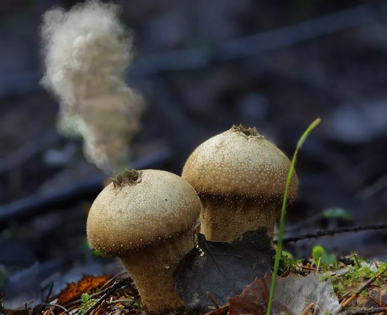 Гриб дождевик: съедобный или нет, как выглядит ложный гриб дождевик? гриб дождевик: лечебные свойства и как приготовить? что можно приготовить из гриба дождевика?