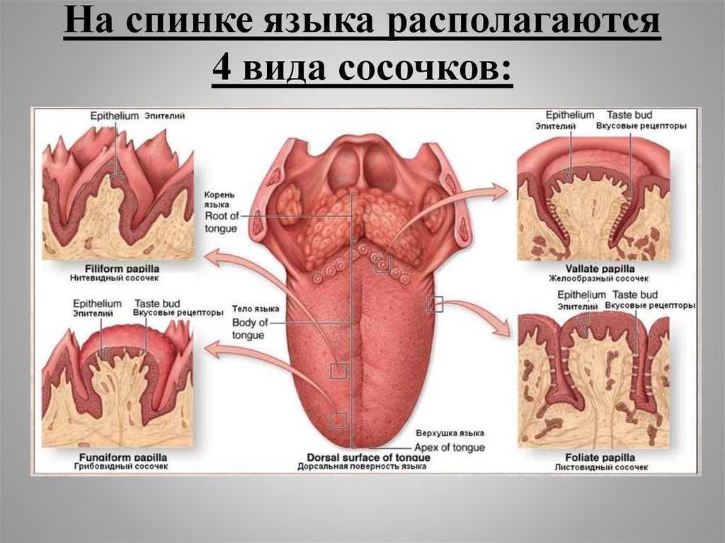 Строение языка. нормальная анатомия человека: конспект лекций