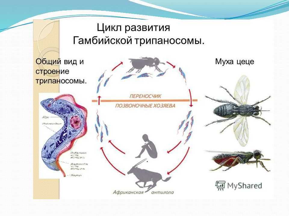 Основной хозяин муха цеце основной хозяин человек. Цикл развития трипаносомы гамбийской. Трипаносомы цикл Муха ЦЕЦЕ. Схема жизненного цикла трипаносомы гамбийской. Trypanosoma brucei жизненный цикл.