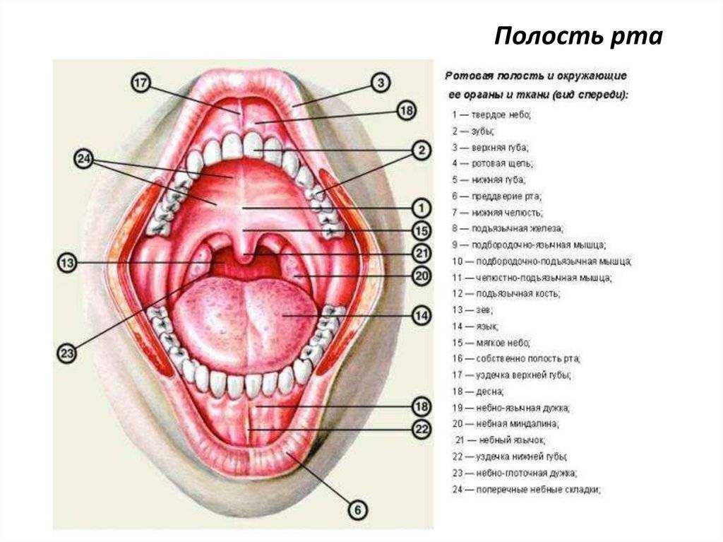 Схема рта человека